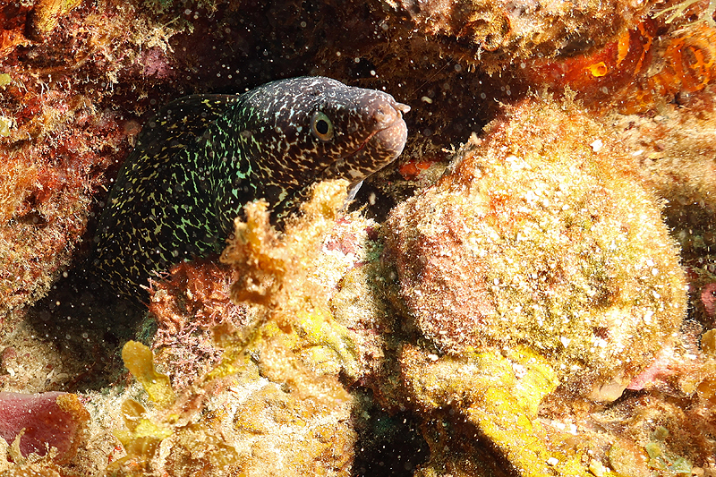 Martinique - photo n° 68