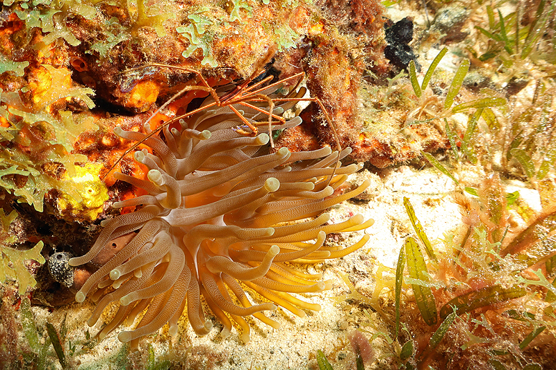 Martinique - photo n° 69