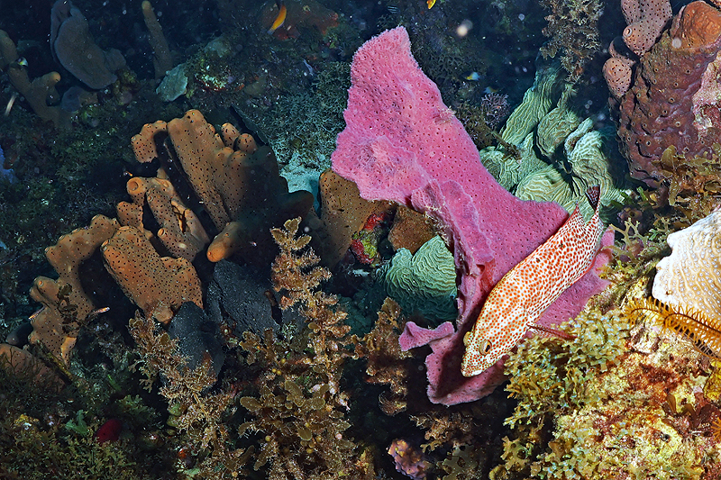 Martinique - photo n° 71