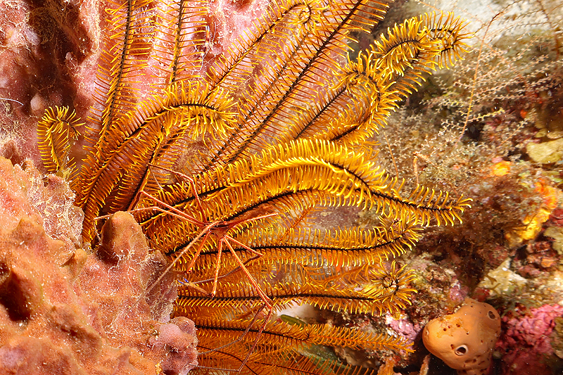 Martinique - photo n° 72