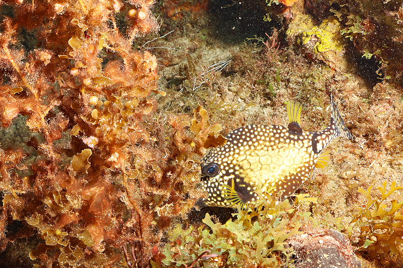 Martinique - photo n° 73