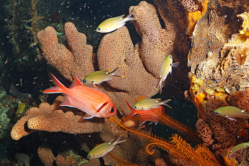 Martinique - photo n° 74