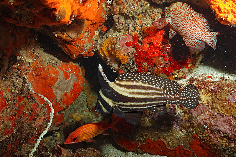 Martinique - photo n° 76