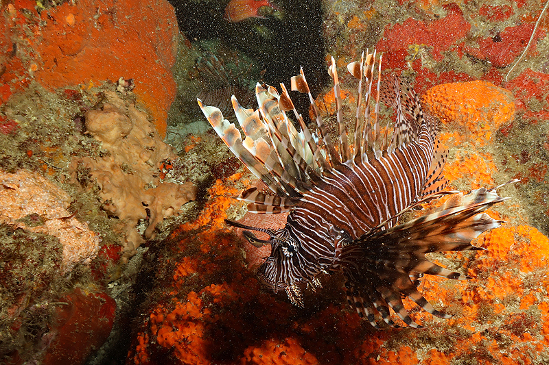 Martinique - photo n° 77