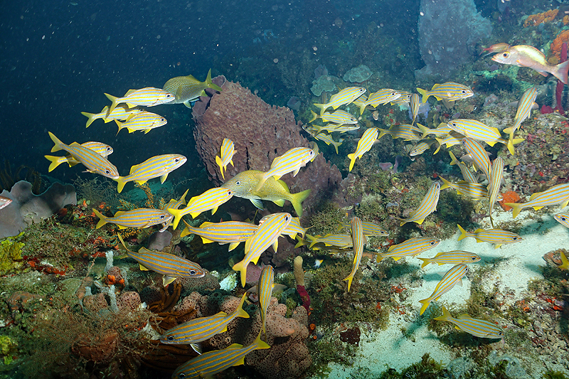 Martinique - photo n° 78