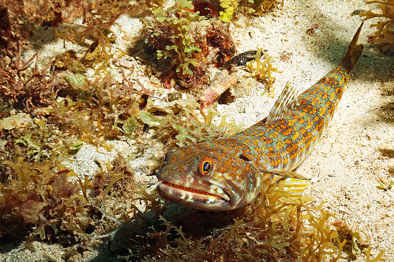 Martinique - Poisson lézard