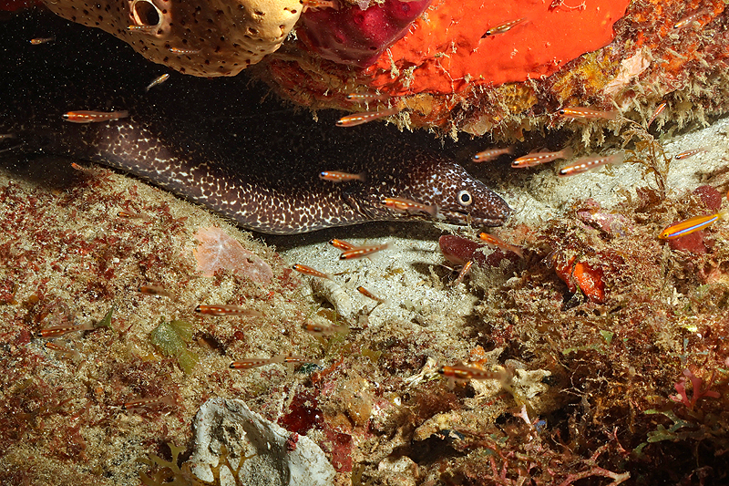 Martinique - photo n° 80