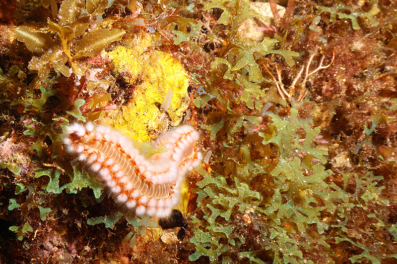 Martinique - photo n° 81