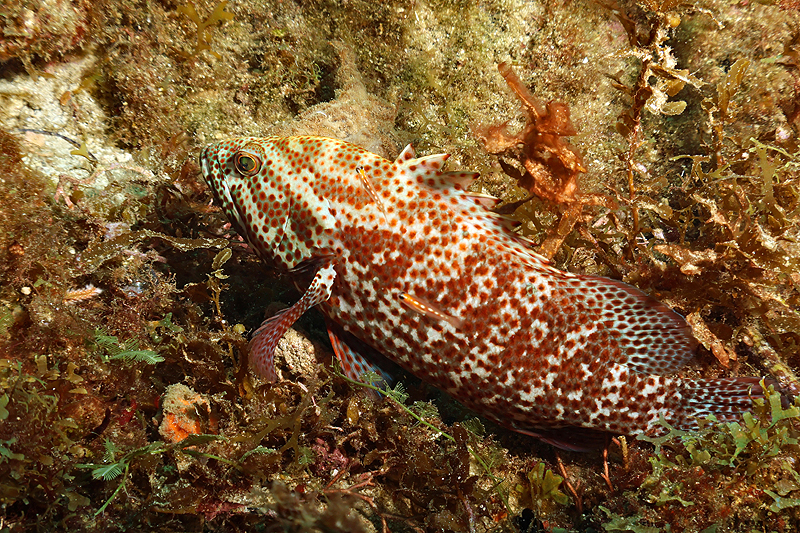 Martinique - photo n° 84