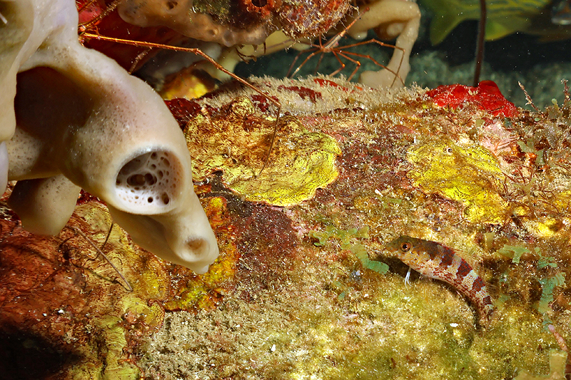 Martinique - photo n° 86