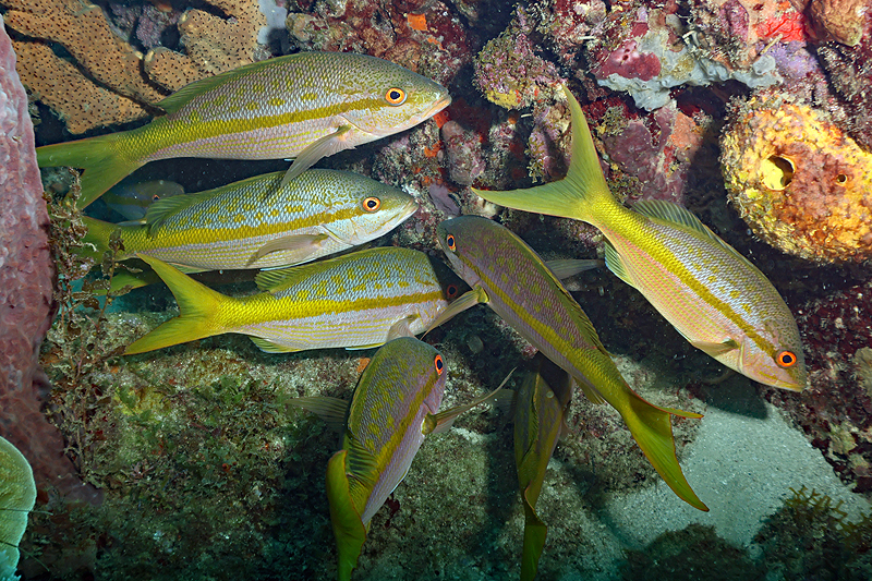 Martinique - photo n° 87