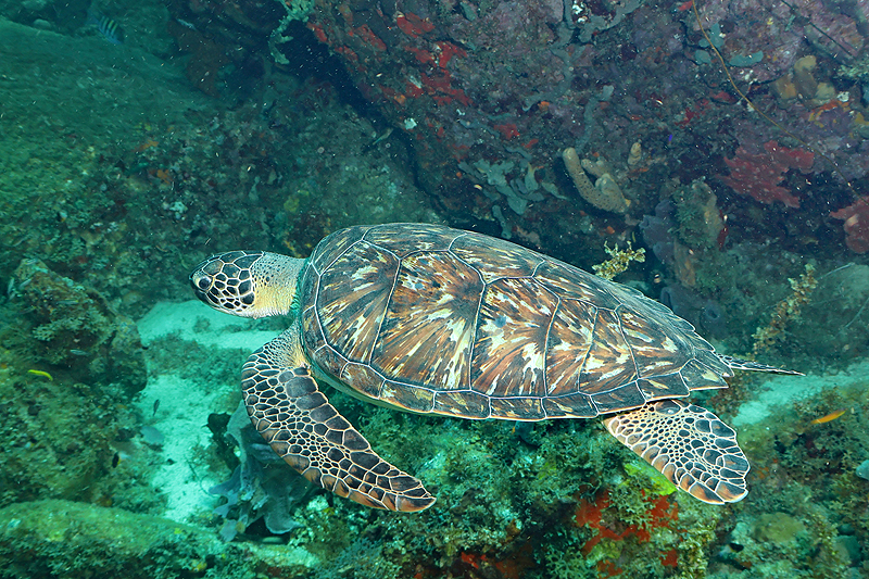 Martinique - photo n° 89