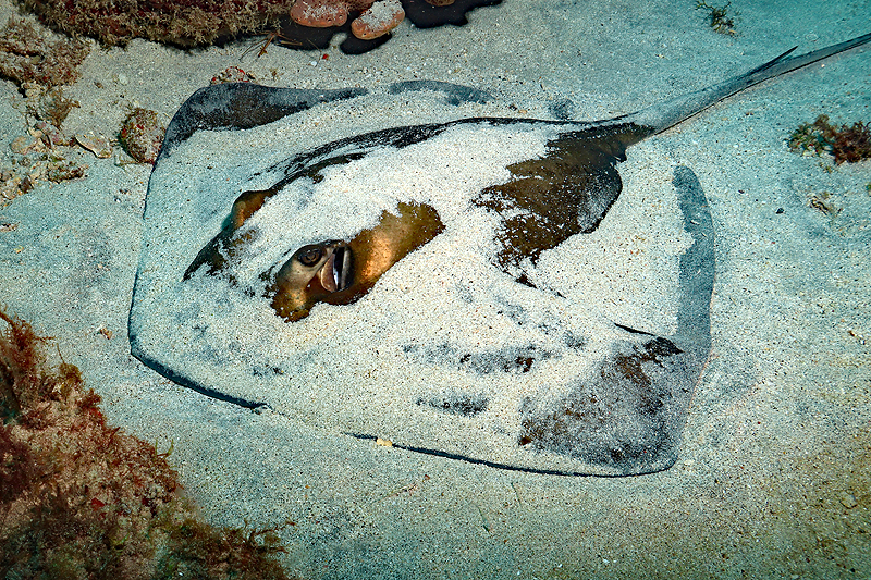 Martinique - photo n° 92