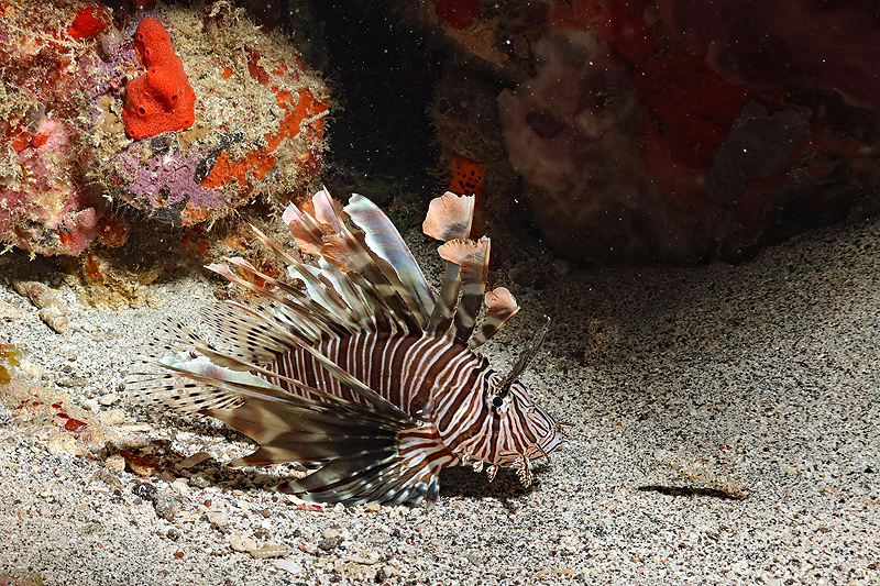 Martinique - photo n° 94