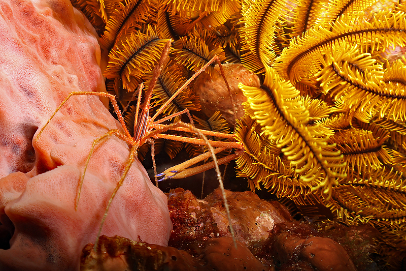 Martinique - photo n° 96