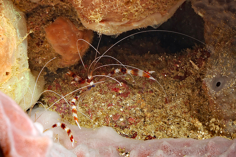 Martinique - photo n° 98