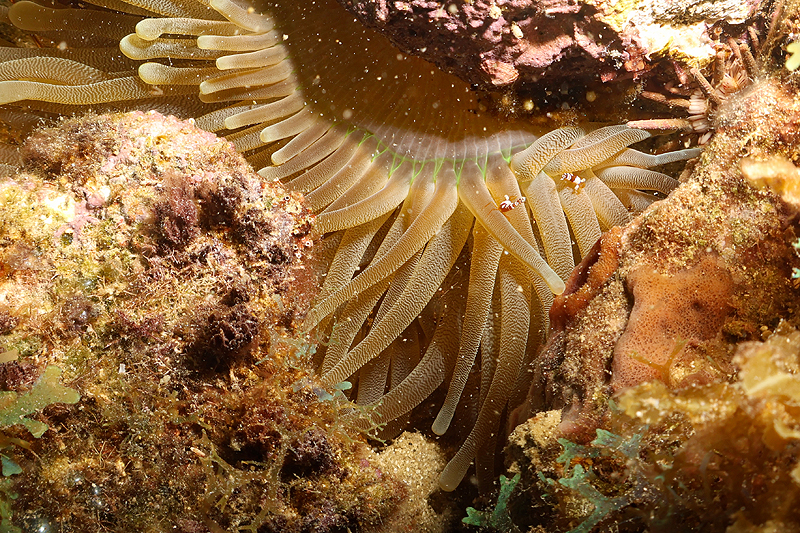 Martinique - photo n° 103