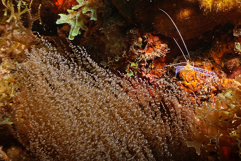 Martinique - photo n° 104