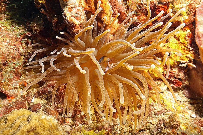 Martinique - photo n° 108