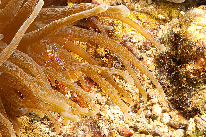 Martinique - photo n° 109