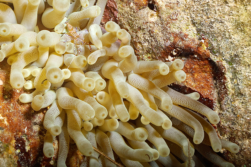 Martinique - photo n° 117