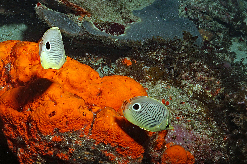 Martinique - photo n° 118