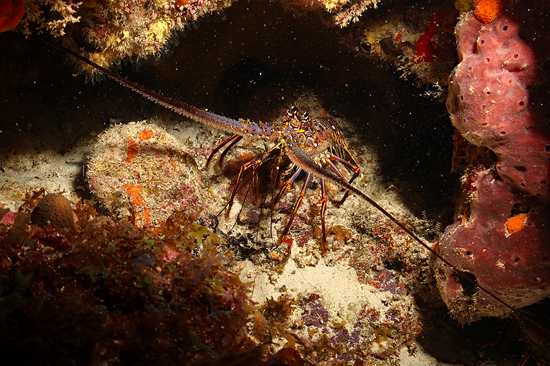 Martinique - photo n° 120