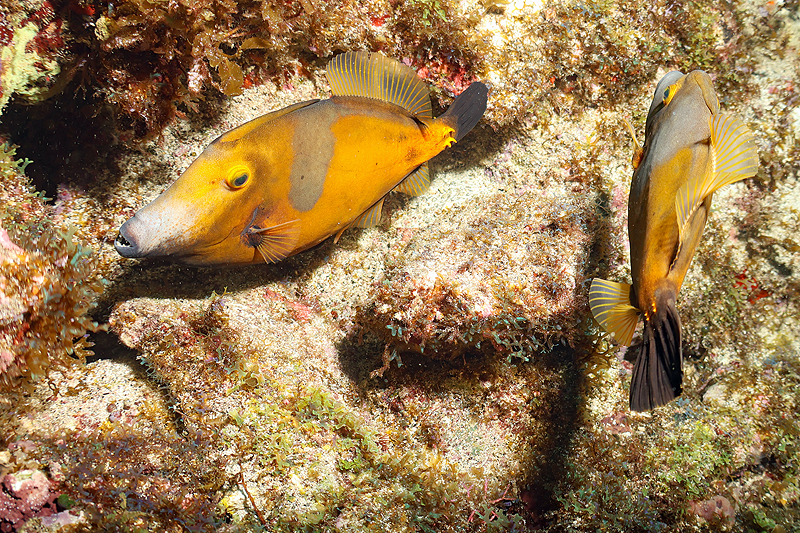 Martinique - photo n° 122