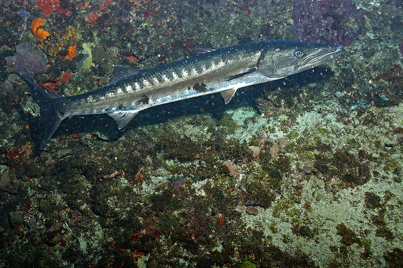 Martinique - photo n° 124