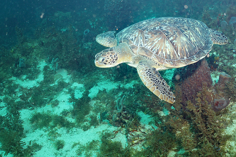 Martinique - photo n° 126