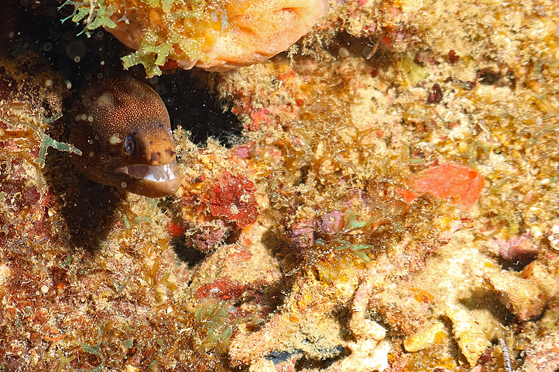 Martinique - photo n° 128