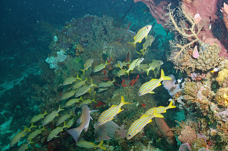 Martinique - photo n° 129