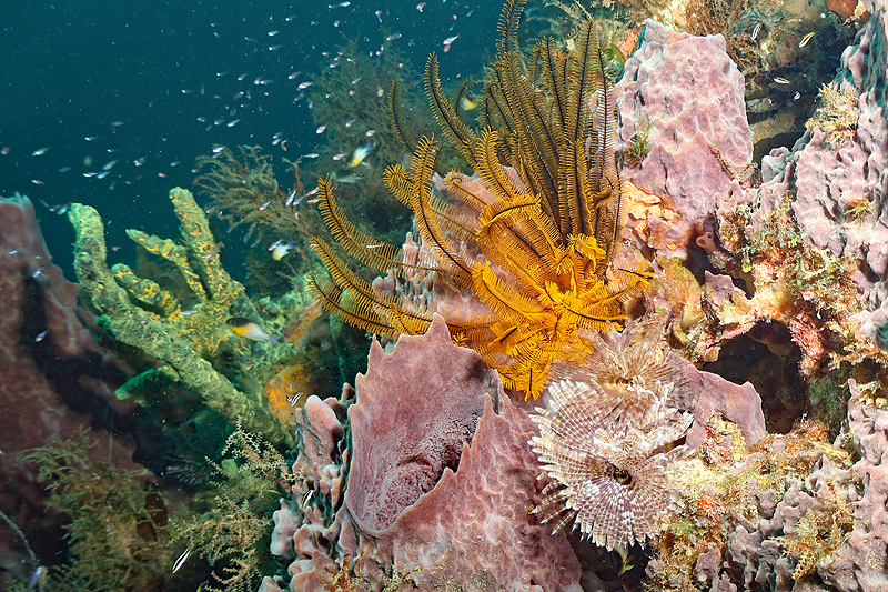 Martinique - photo n° 130