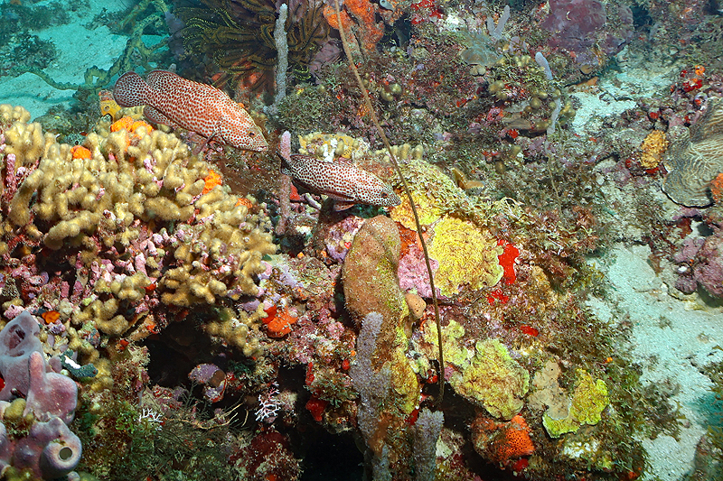 Martinique - photo n° 131