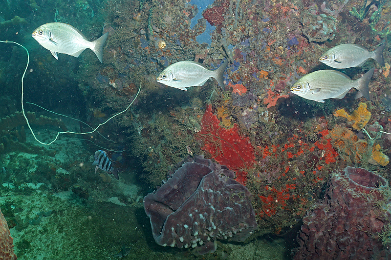 Martinique - photo n° 134