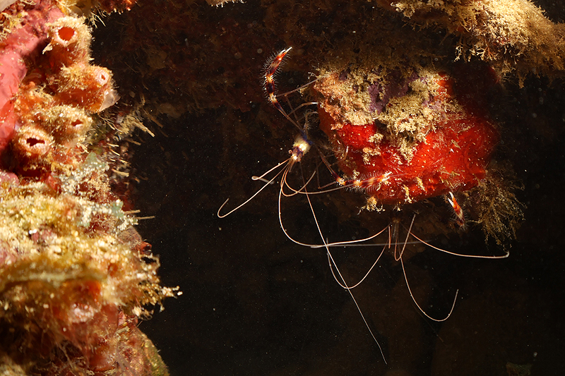 Martinique - photo n° 137