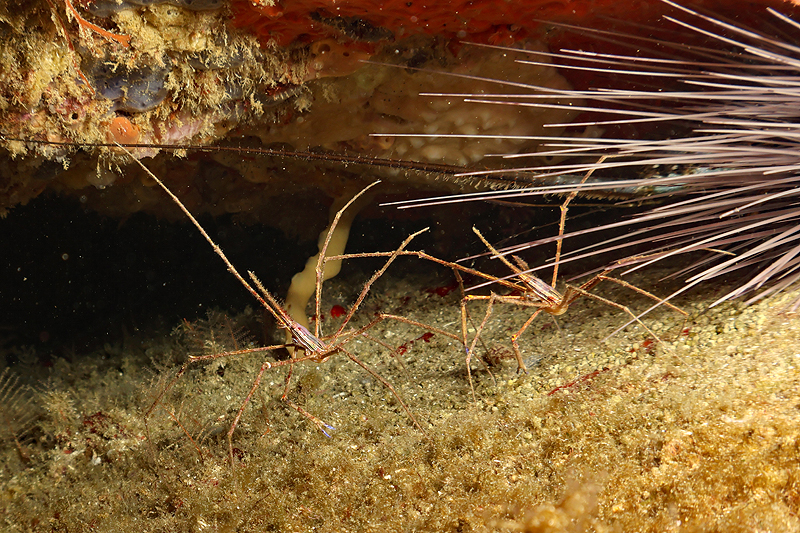 Martinique - photo n° 139