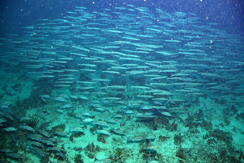 Martinique - photo n° 141