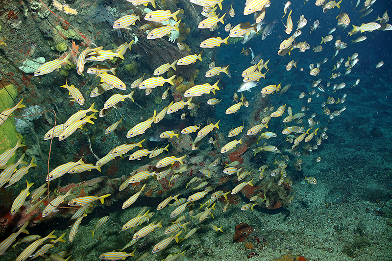 Martinique - photo n° 142