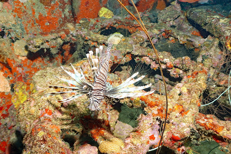 Martinique - photo n° 144