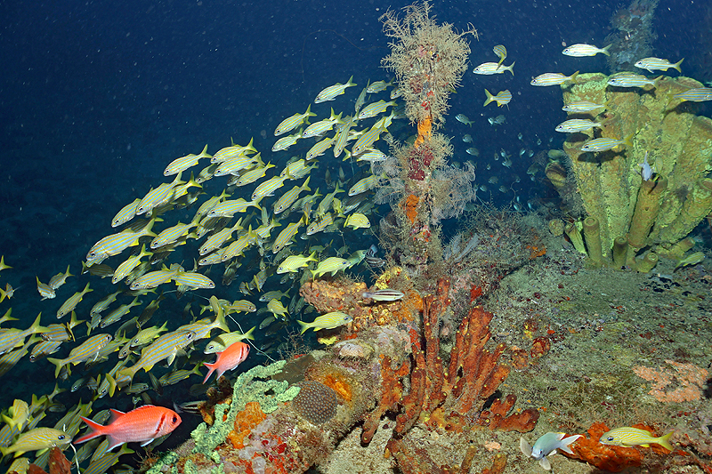 Martinique - photo n° 146