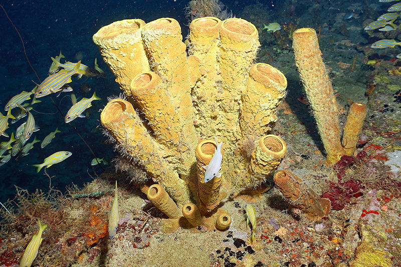 Martinique - photo n° 147