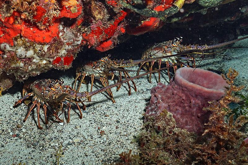 Martinique - photo n° 154