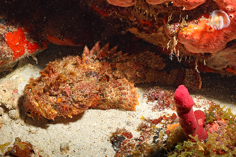 Martinique - photo n° 157