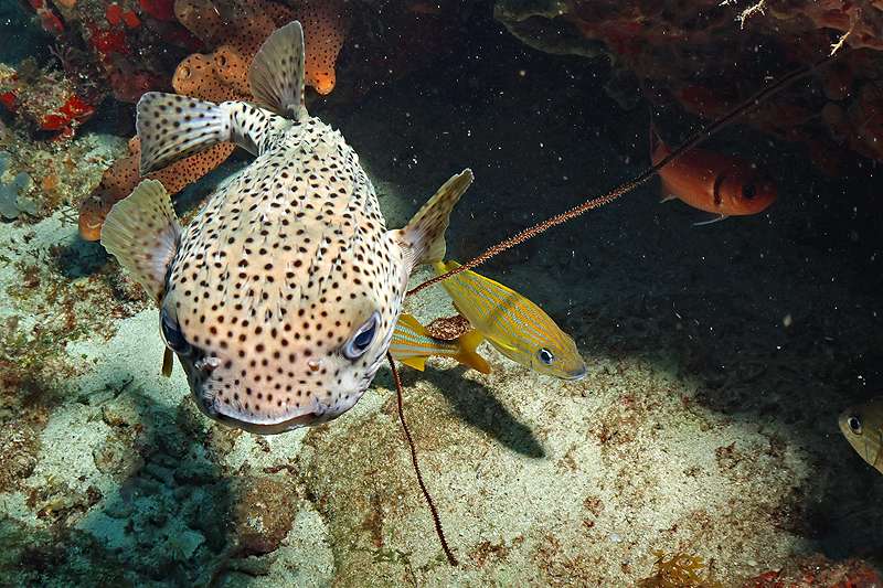 Martinique - photo n° 158