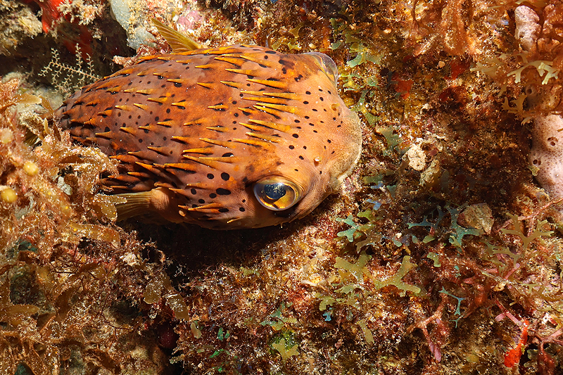 Martinique - photo n° 161