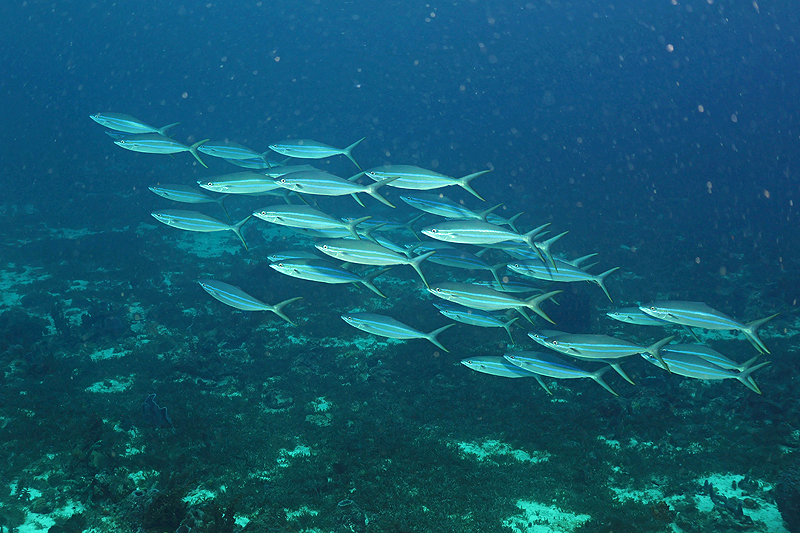 Martinique - photo n° 164