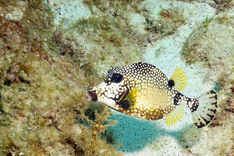 Martinique - photo n° 166