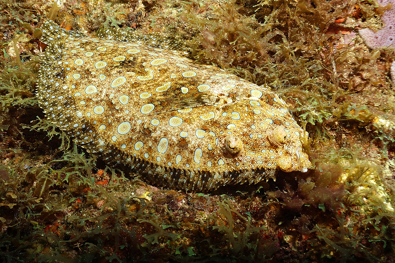 Martinique - photo n° 167