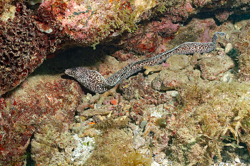 Martinique - photo n° 168